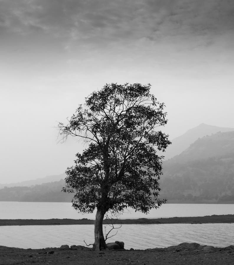Grey Scale Shot of a Magnificent Lonely Tree by a Lake Surrounded by ...