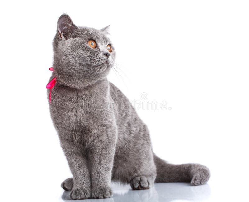 Grey Scottish Fold Katze Mit Dem Rosa Band Das Auf Weiß