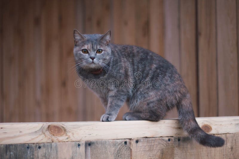 Grey Scottish-Katze im Dorf Schöne schottische gerade Katze auf einem hölzernen Brett stockfoto Grey Scottish-Katze im Dorf Schöne schottische gerade Katze auf einem hölzernen Brett stockfoto