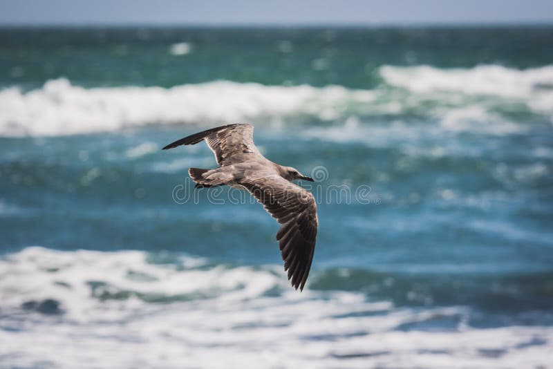 Grey seagull flying in Paracas, Peru