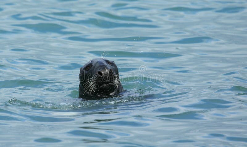 Grey seal.