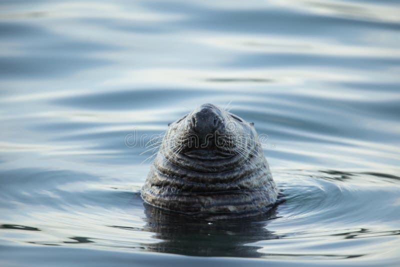 Grey seal.