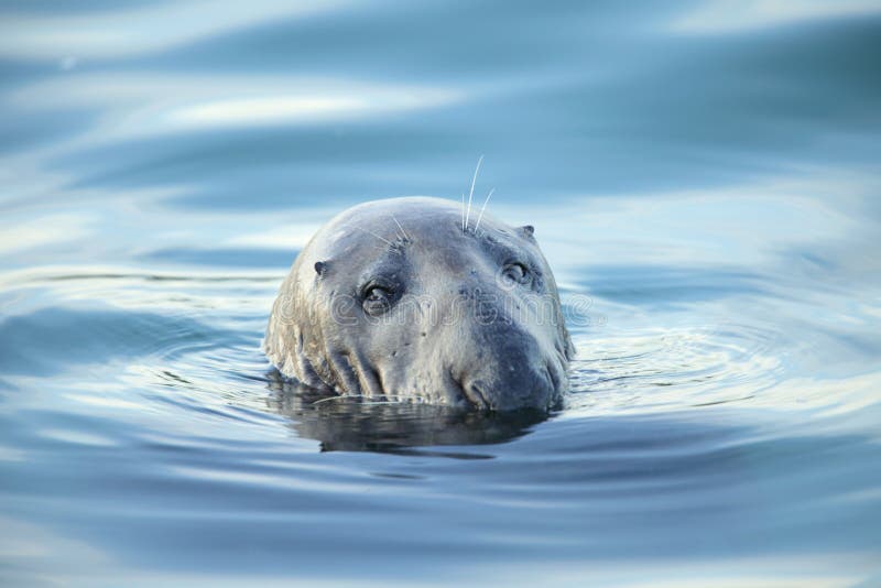 Grey seal.