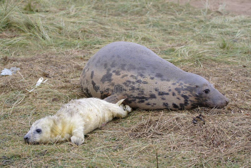 Grey Seal