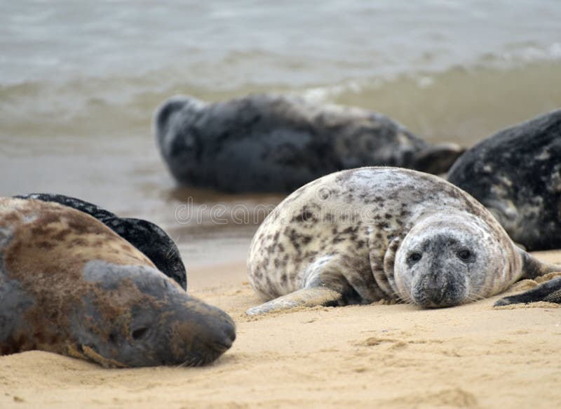 Grey Seals on Horsey Beach, Norfolk Stock Photo Image of sand, relax