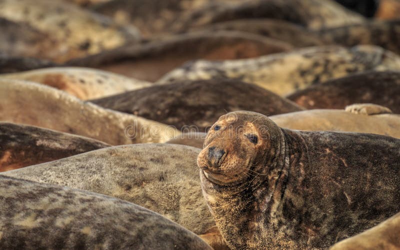 Grey Seals on Horsey Gap Beach, Norfolk. stock photos Grey Seals on Horsey Gap Beach, Norfolk. stock photos
