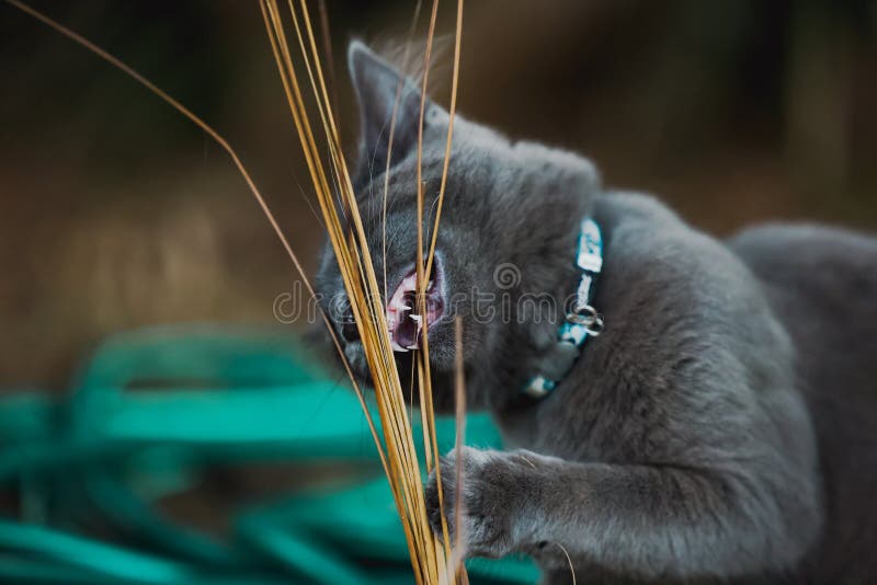 Grey Shorthair Cat Chewing on Long Grass with Teeth Visible Stock Photo Image of british, hunt