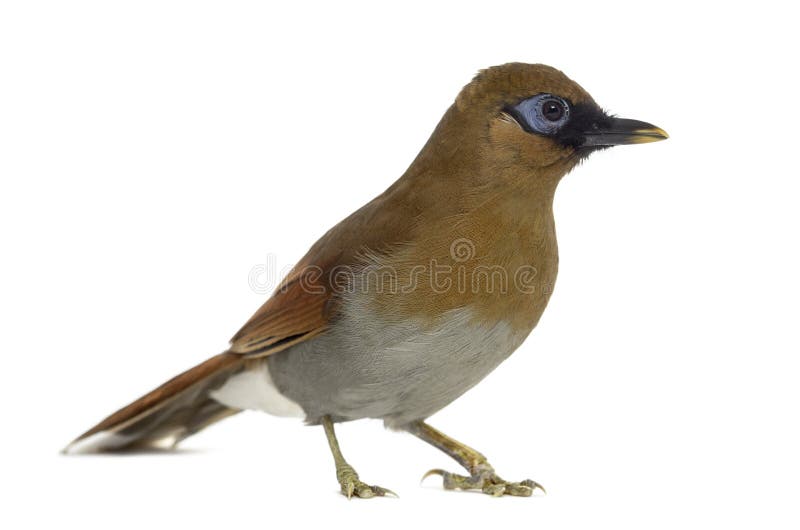 Grey Sided Laughingthrush isolated on white