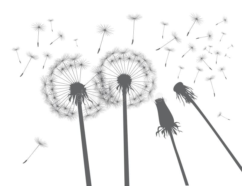 Grey Silhouette Dandelions. Vector Illustration. Stock Illustration