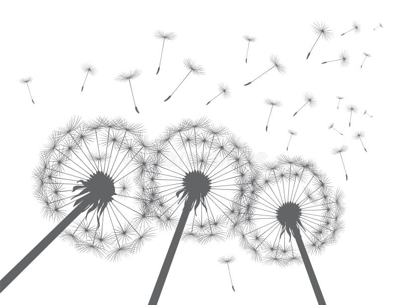 Grey Silhouette Dandelions. Vector Illustration. Stock Illustration Illustration of nature