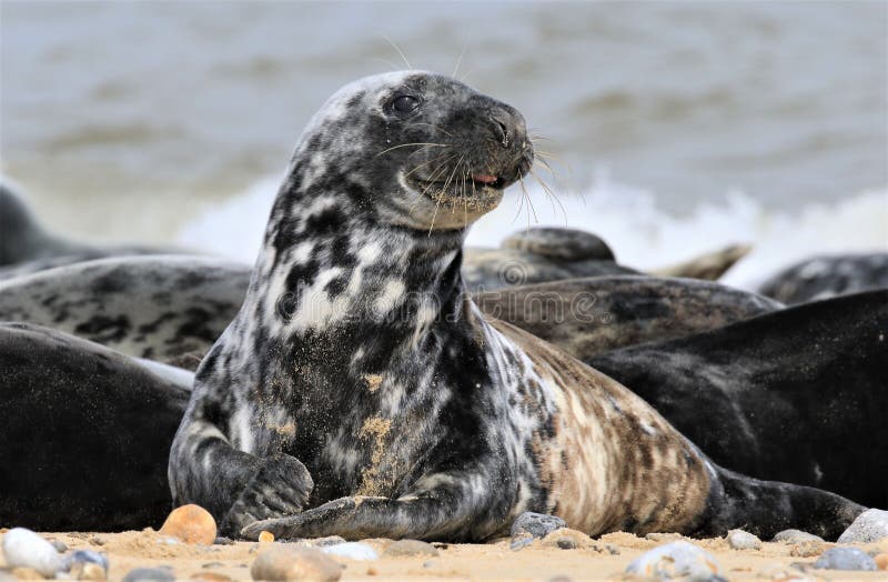 Grey Spotty Common Seal Play Fighting on the Beach Stock Image - Image of  animal, colony: 219342869