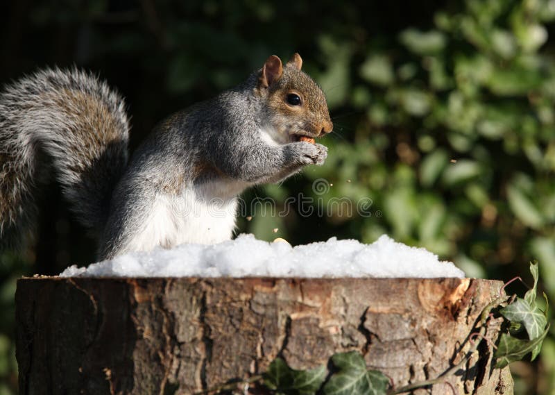 Grey Squirrel