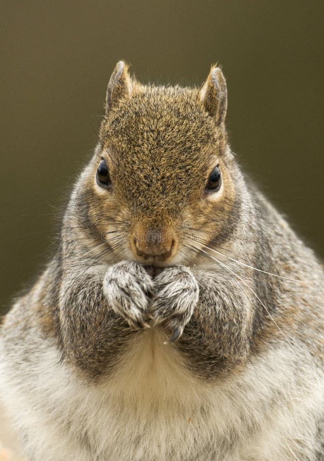 Grey Squirrel (carolinensis dello Sciurus) immagine stock libera da diritti Grey Squirrel (carolinensis dello Sciurus) immagine stock libera da diritti
