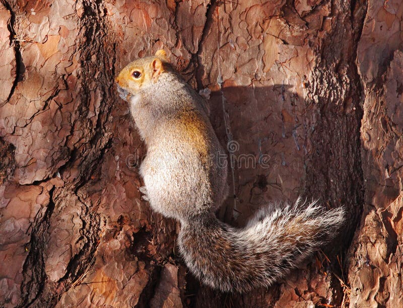 Grey Squirrel clinging to a Tree