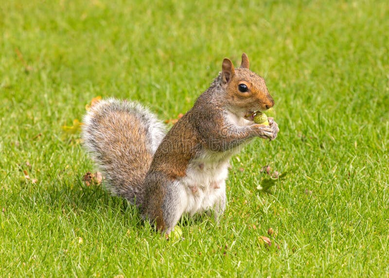 Grey Squirrel Eating an Acorn, Worcestershire, England. Stock Image ...