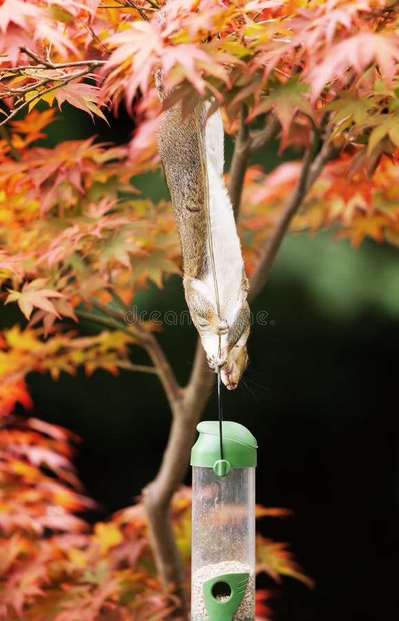 323 Japanese Squirrel Stock Photos Free & RoyaltyFree Stock Photos