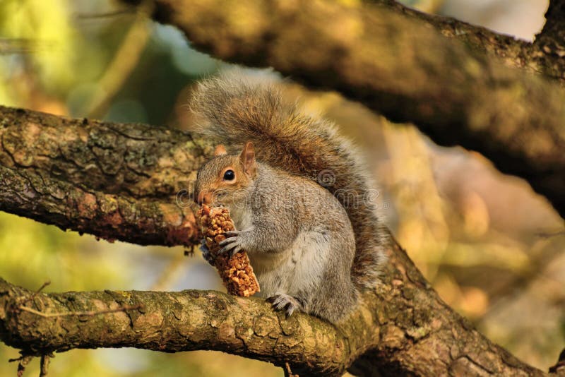 Grey Squirrel Eating Breakfast Bar. Stock Image Image of tree