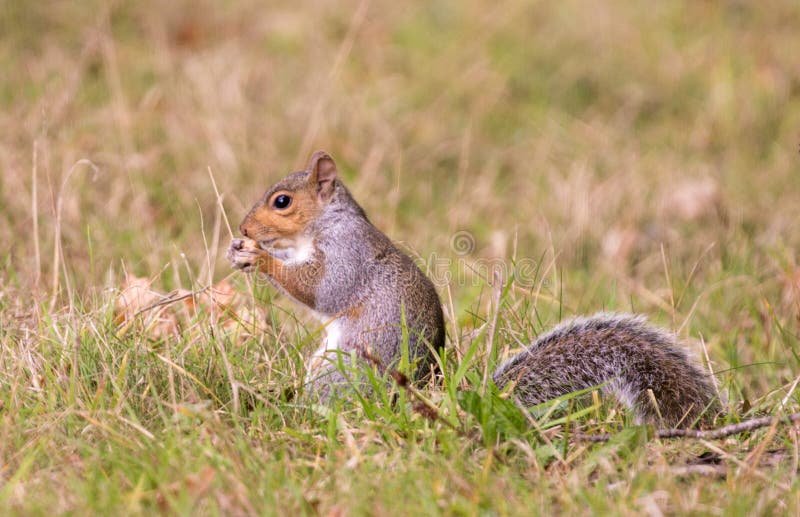 Grey Squirrel Eating a Red Apple with Bushy Tail Stock Photo Image of