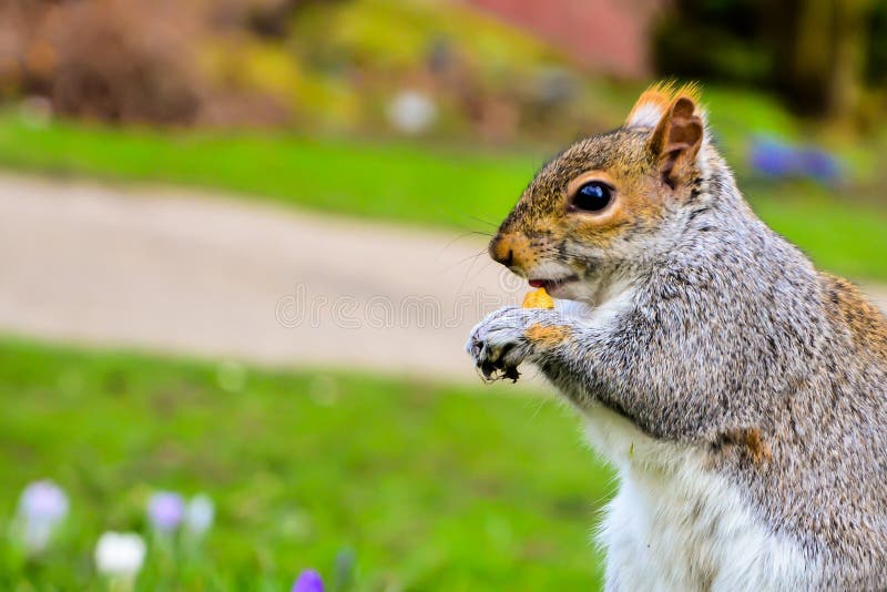 Grey Squirrel eating nut in a park stock photography