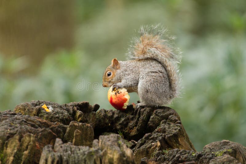 Grey Squirrel Eating a Red Apple with Bushy Tail Stock Photo Image of