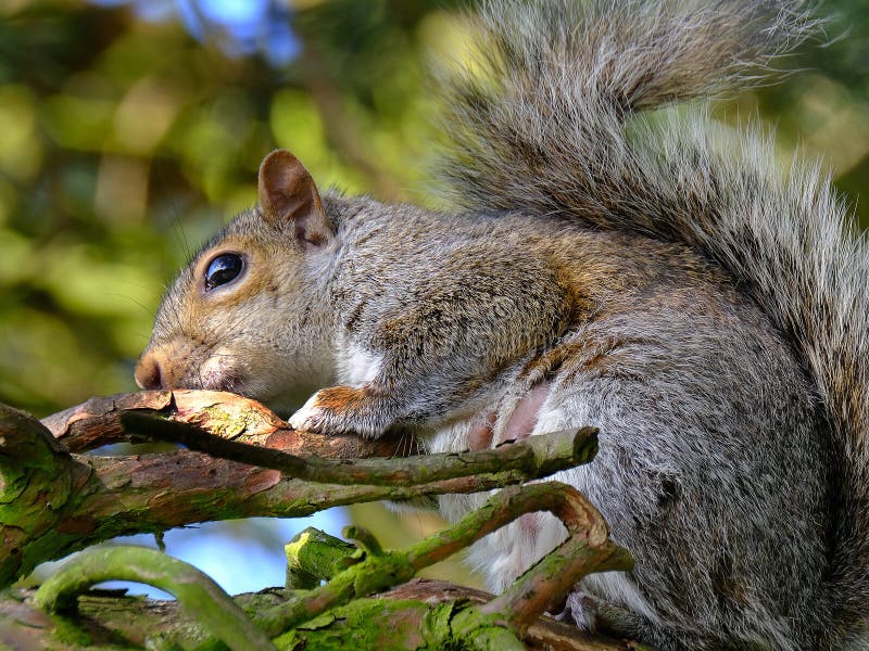 Squirrel Caught Live Trap Stock Photo by ©PTHamilton 326362780