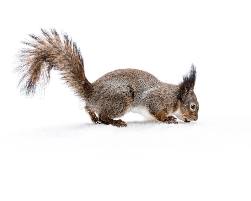 Grey Squirrel with Fluffy Tail on Snowy Ground Eating Nut Stock Photo