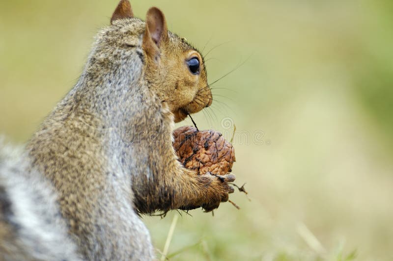 Grey Squirrel with food stock photo. Image of furry, garden 27889830