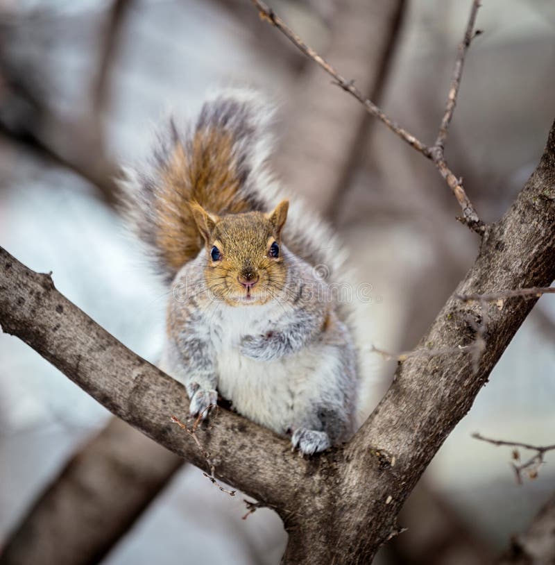 Download Grey Squirrel Na Neve, Lachine, Montreal, Quebeque, Canadá Imagem de Stock - Imagem de gráfico, floresta: 65577953