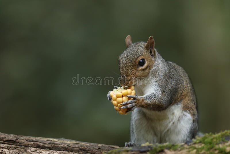 Grey Squirrel Eating Corn stock image. Image of pause 1748901
