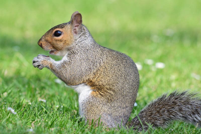 Grey Squirrel In A Tree Eating A Nut Stock Photo - Image of animals ...