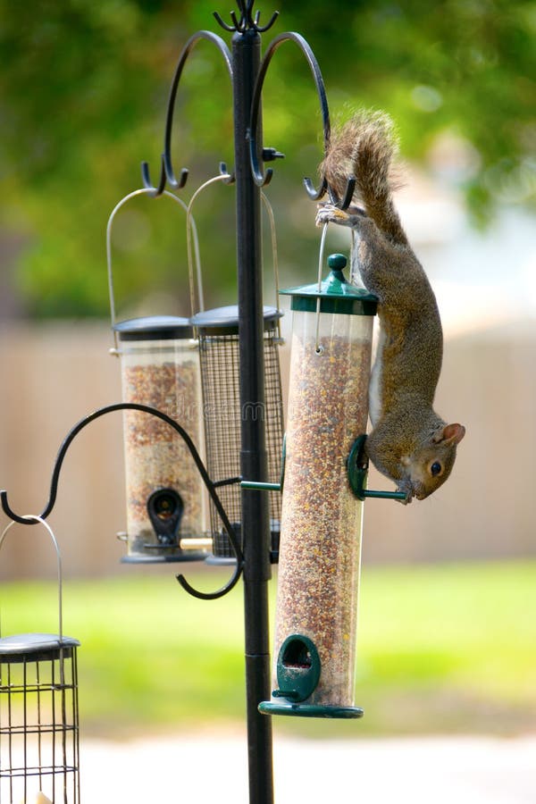 Grey squirrel stealing and eating food from a bird feeder