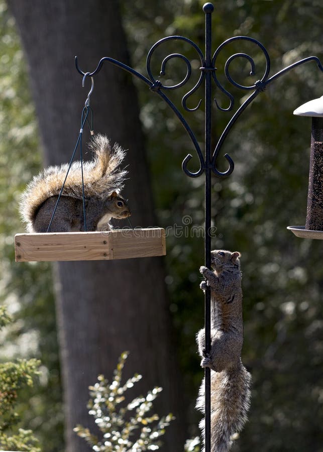 The grey squirrel is a common sight in Ontario and is directly related to the black squirrel. These mammals are often found at bird feeders in search of nuts and seeds. The grey squirrel is a common sight in Ontario and is directly related to the black squirrel. These mammals are often found at bird feeders in search of nuts and seeds.