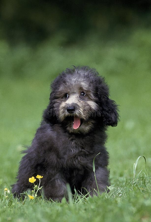 132 Standard Poodle Grey Stock Photos Free & RoyaltyFree Stock