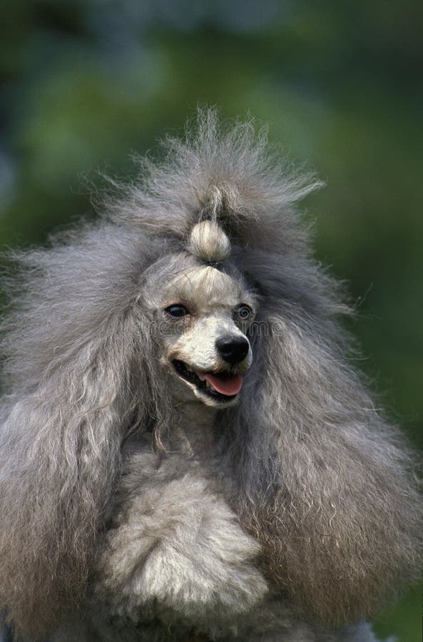 Grey Standard Poodle, Portrait of Dog Stock Photo Image of outdoor
