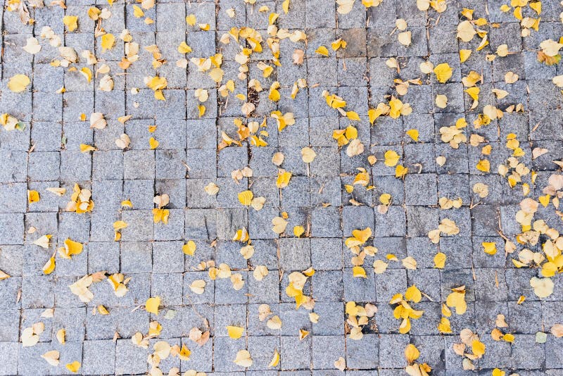 Grey Stone Pavement Texture Paving Stones With Yellow Autumn Leaves