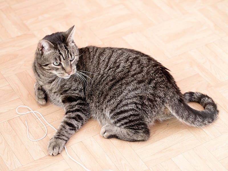 grey black striped cat grey black striped cat