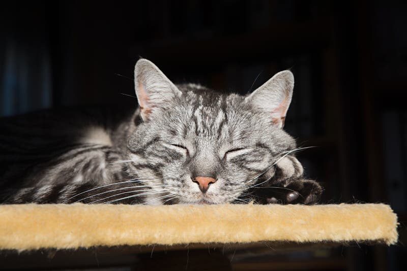 Grey striped cat, resting on a pets platform stock images Grey striped cat, resting on a pets platform stock images
