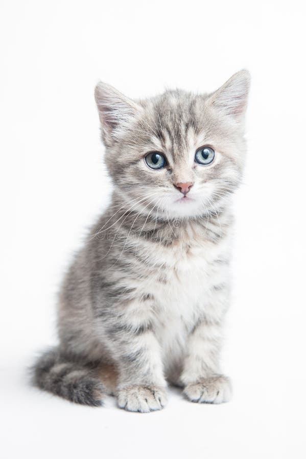 133,342 Grey Kitten Stock Photos - & Stock Photos Dreamstime