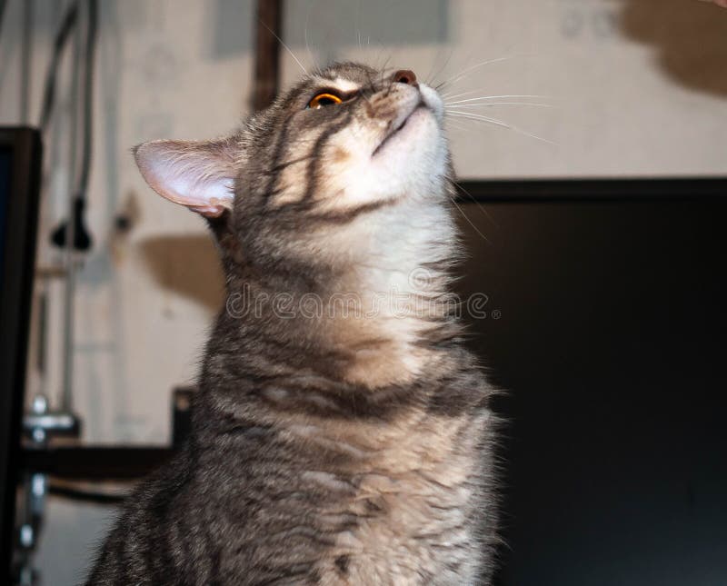 Grey stripped cat with beautiful eyes and whiskers looking up in front of empty computer monitor stock photos Grey stripped cat with beautiful eyes and whiskers looking up in front of empty computer monitor stock photos