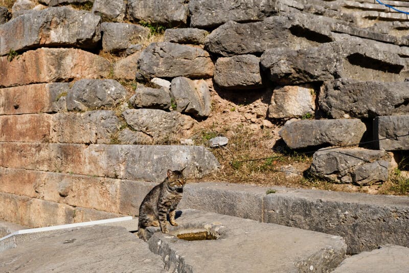 Grey Tabby Cat and Ancient Greek Ruins, Delphi, Greece royalty free stock images Grey Tabby Cat and Ancient Greek Ruins, Delphi, Greece royalty free stock images