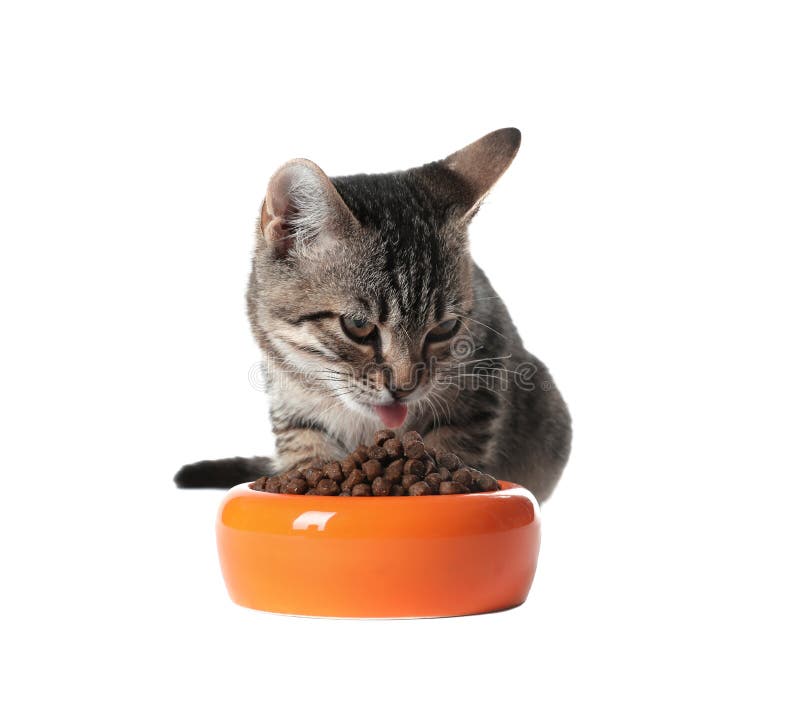 Grey Tabby Cat Eating from Bowl on Background. Adorable Pet Stock Image Image of care