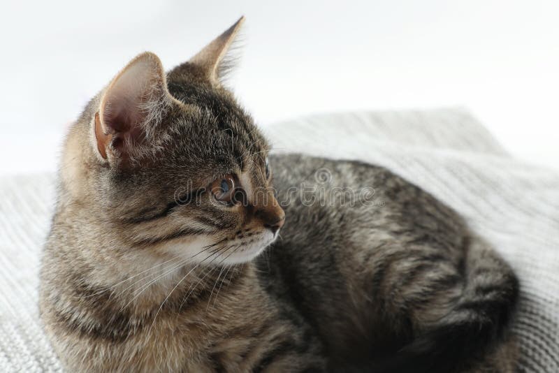 tabby cat white grey tabby cat white grey