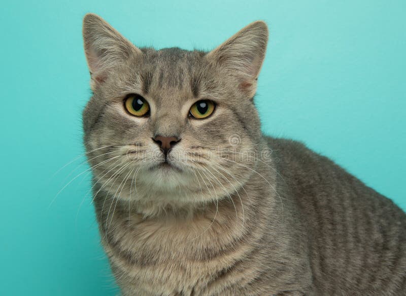Grey Tabby Cat with Yellow Eyes Close Up Portrait Stock Image Image of striped, animal 265856479