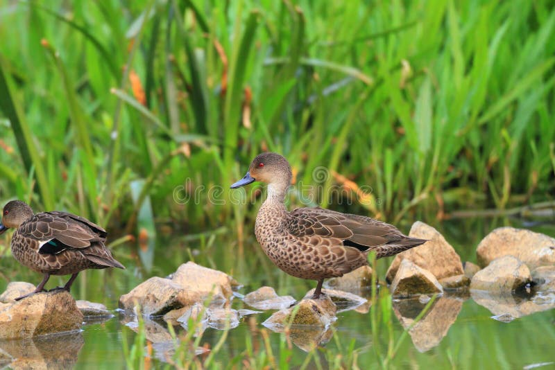 Grey Teal (Anas gracilis) royalty free stock photos