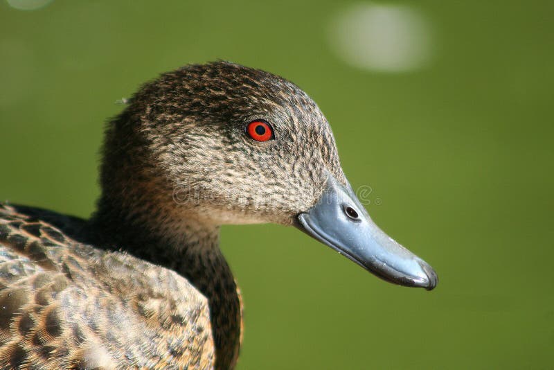 Grey Teal Duck