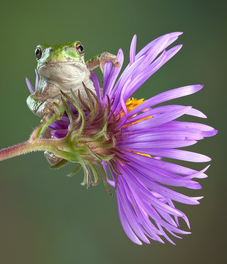 Grey tree frog on aster