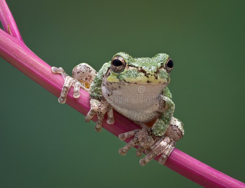 Grey tree frog on stem royalty free stock photography