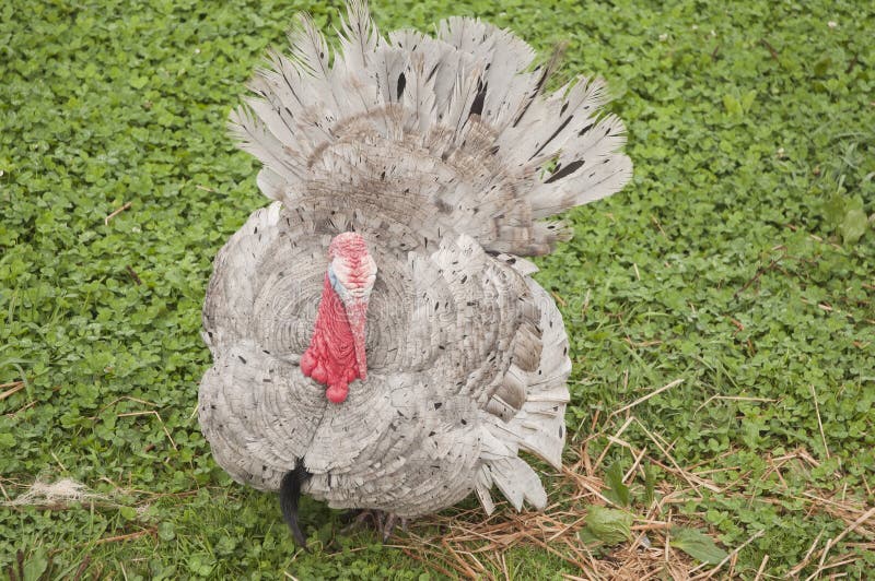 Grey Turkey stock photo. Image of turkey, straw, tradition 16413888