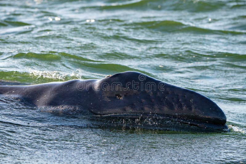 Grey whale baby with dangered eye in pacific ocean at sunset