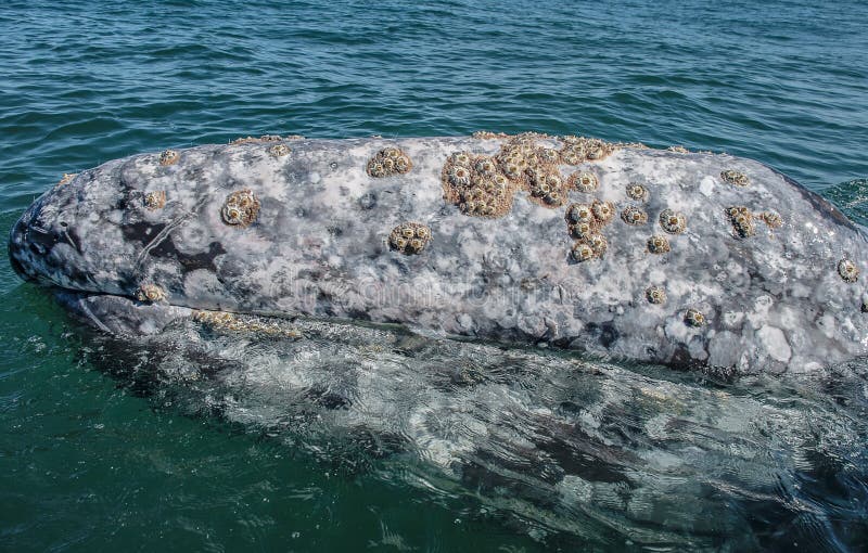 commensalism barnacles and whales